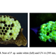 Another example of a glowing nest, belonging to a species from the Amazon rainforest.